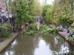 Boom valt in Oudegracht