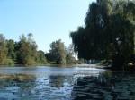 Waterlelies Zilveren Schaats Waterlelies Zilveren Schaats